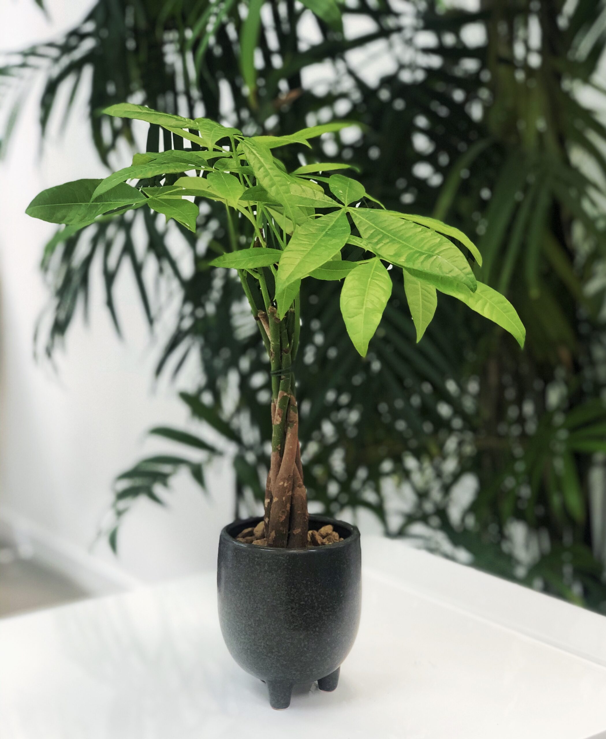 Mini money tree (Photo courtesy of @OldvineFlorals)