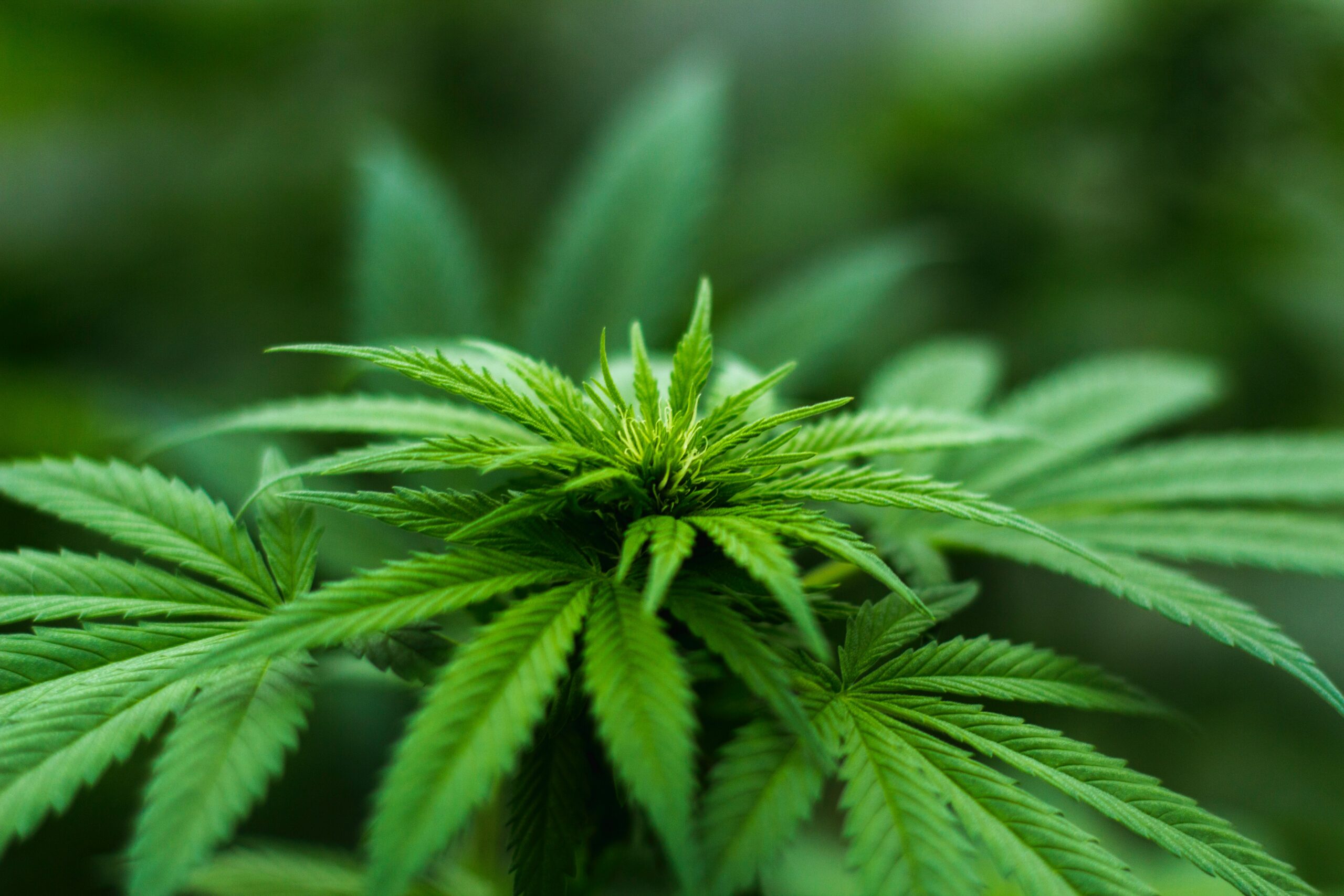 Marijuana (Photo courtesy of Pexels.com)